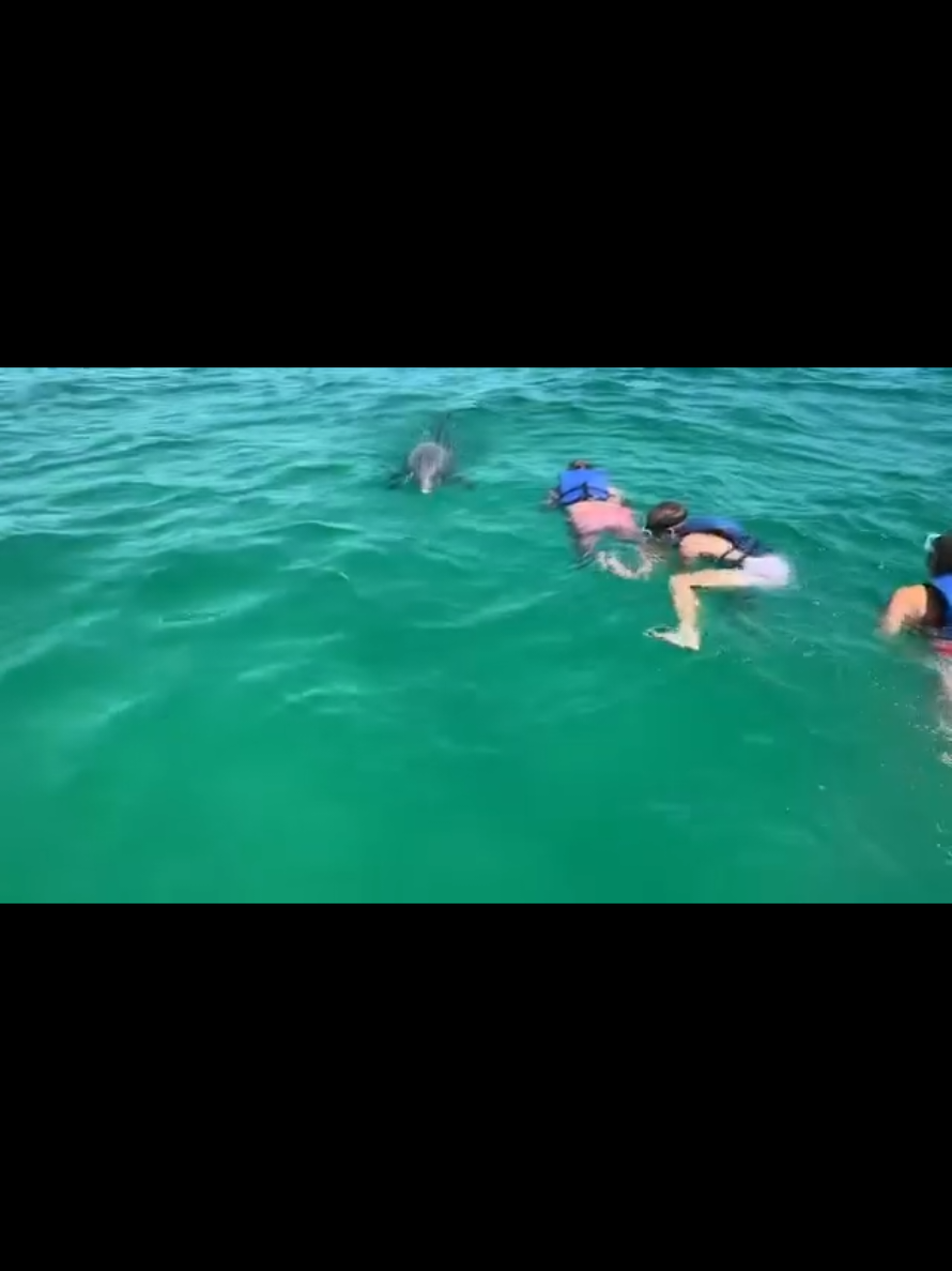 @Shell Island Dolphin Tours 🐬