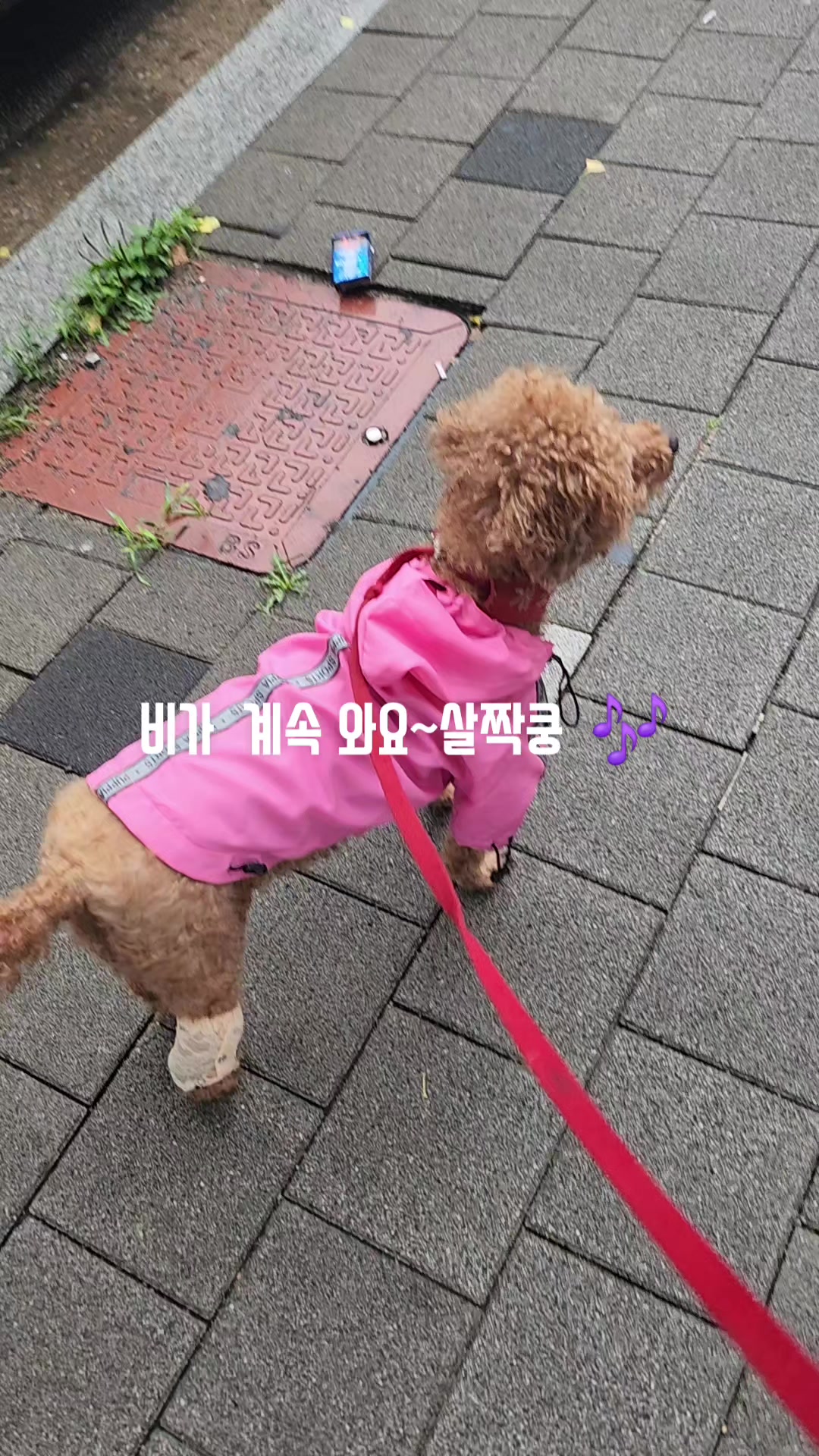 @고디 에미 요요♡