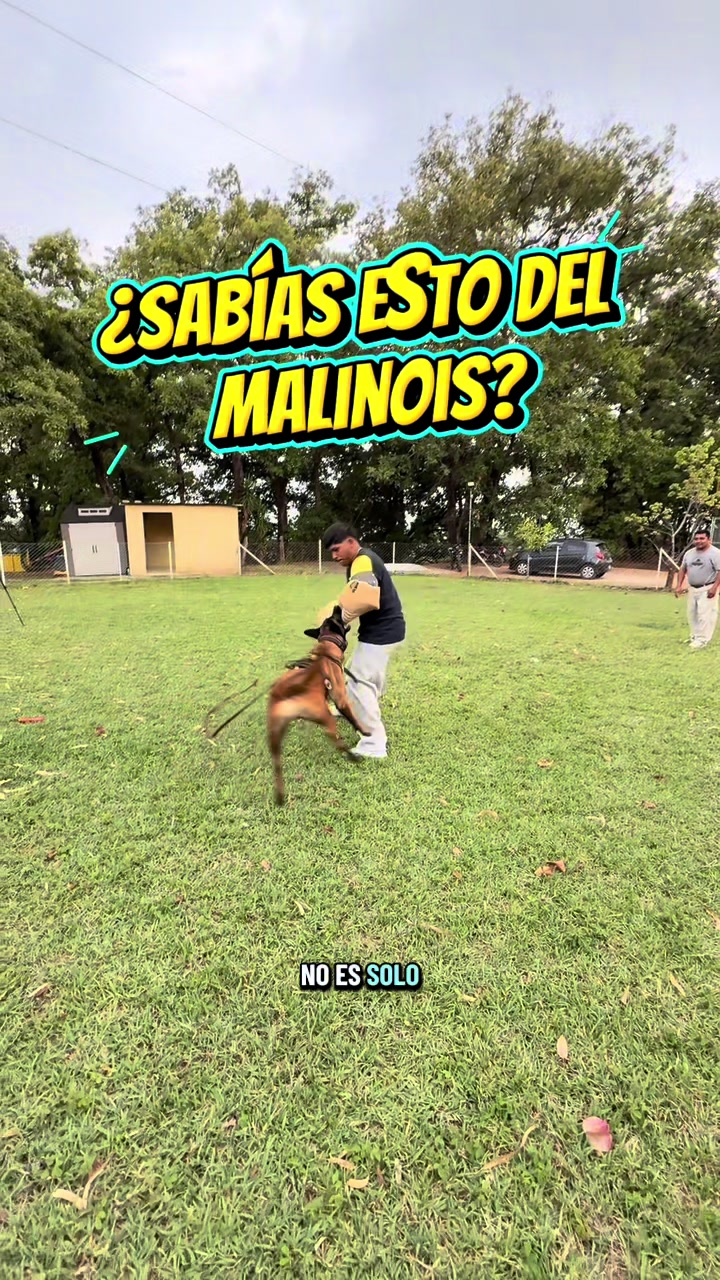 @simon_elmalinois