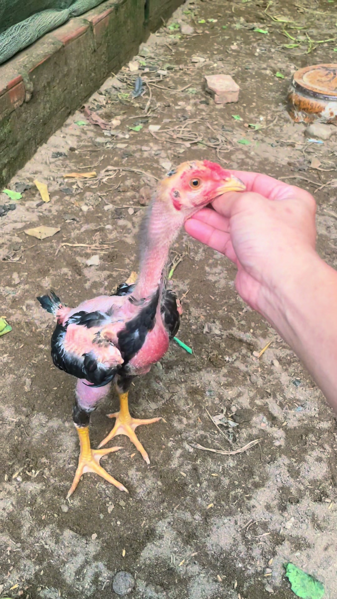 @𝐏𝐡𝐨𝐧𝐠 𝐆&agrave; 𝐂𝐨𝐧