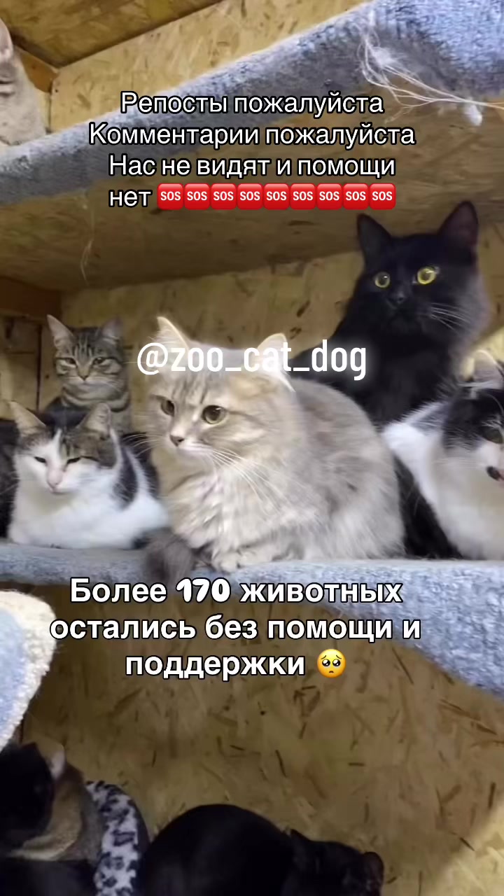 @zoo_cat_dog