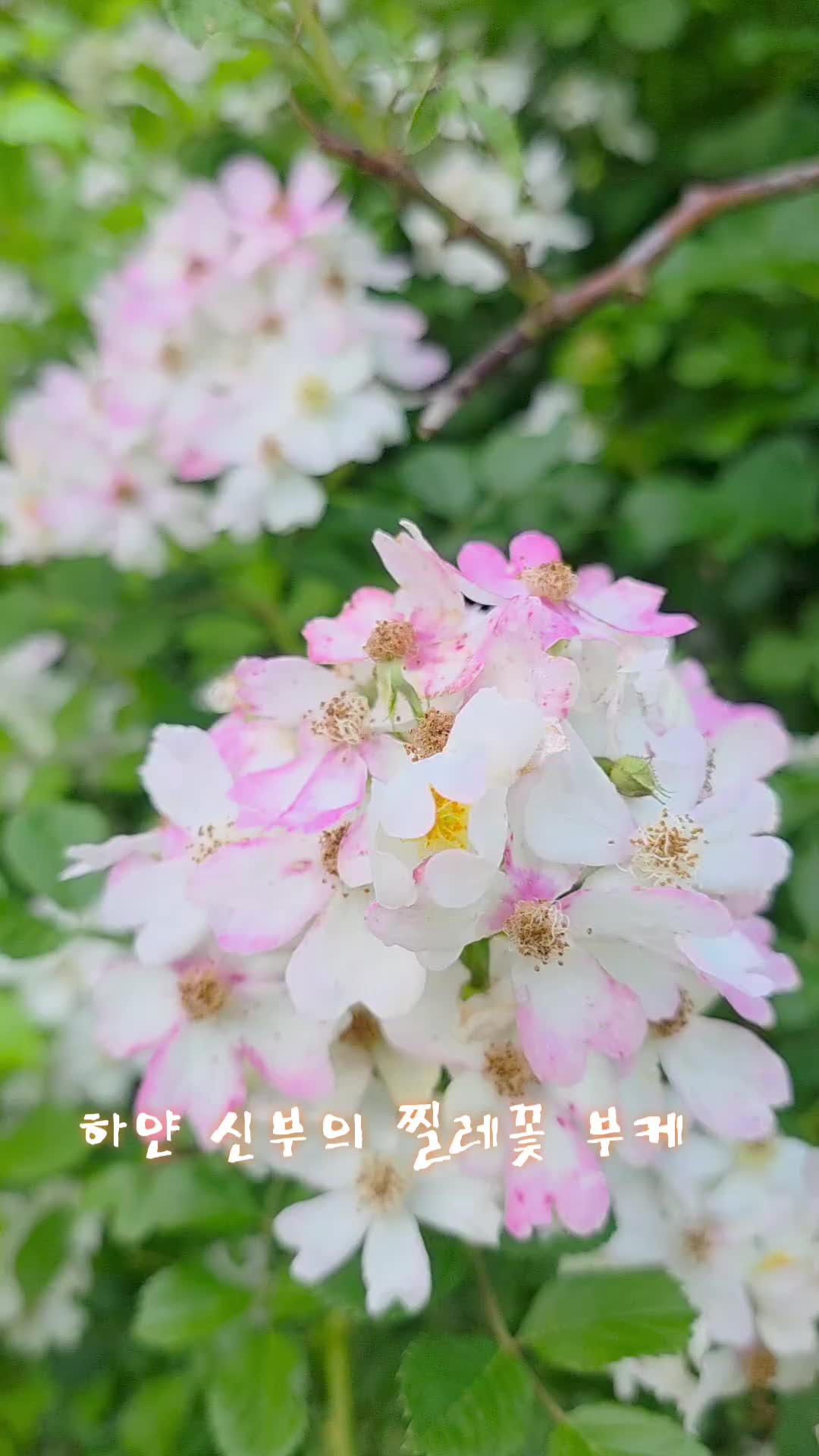 @유튜브 "정선사람들" 안용현