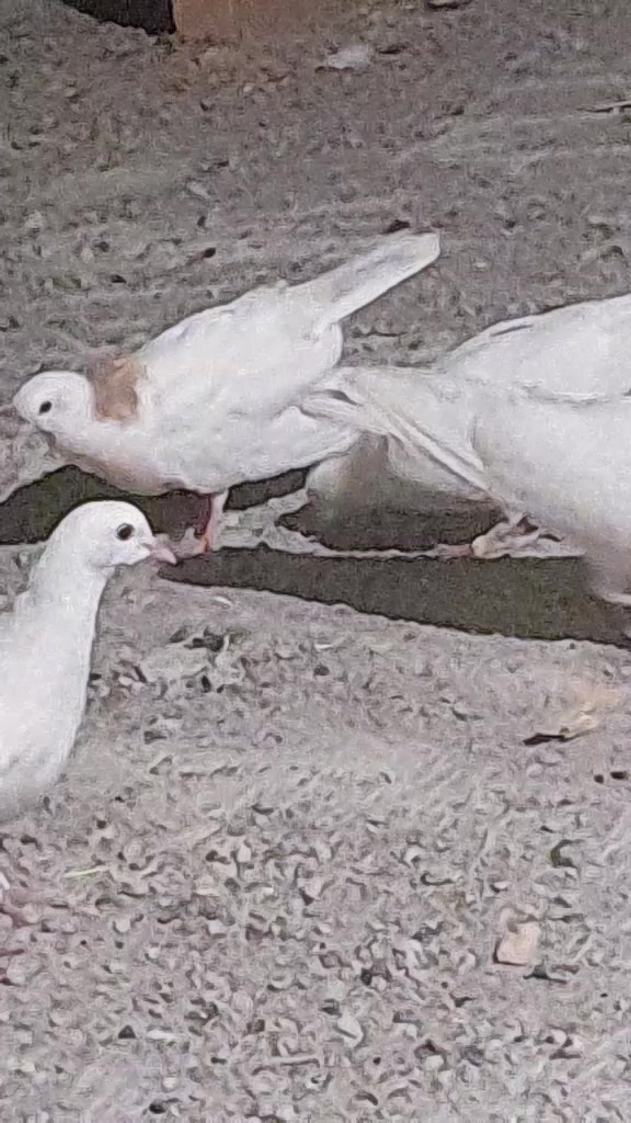 @.