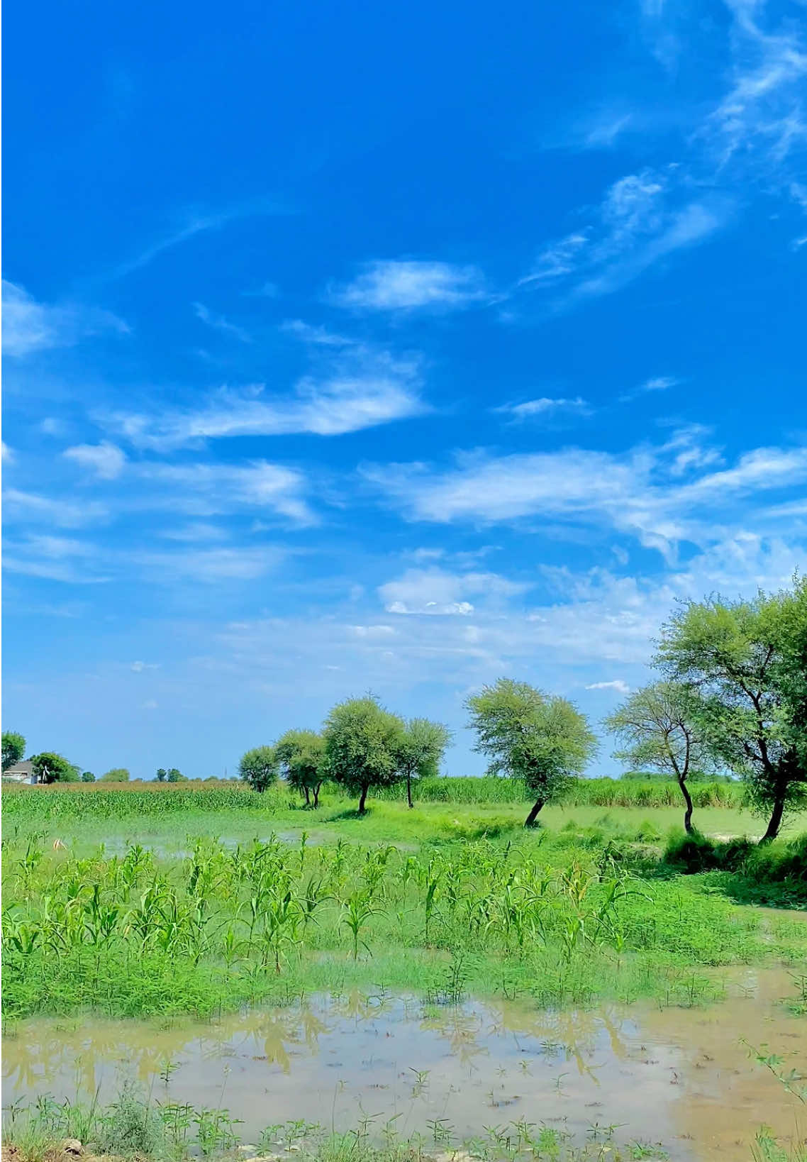 @Iftikhar_Wassan 𓆩♡𓆪🧸
