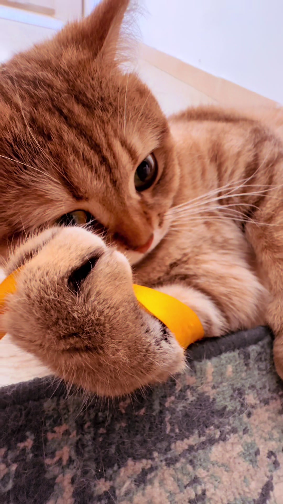 @penka_and_kittens