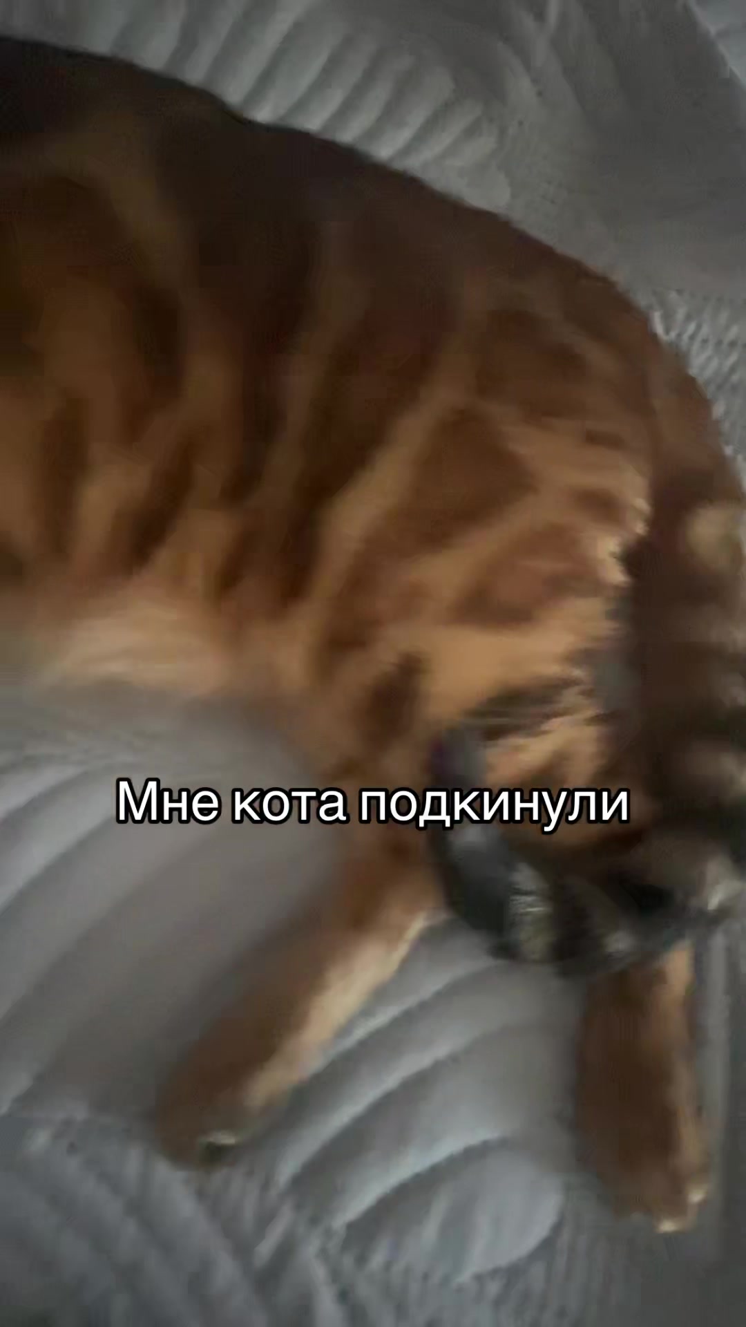@ྀིПУШИНЧИК ྀི