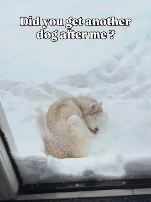 @freezinghusky