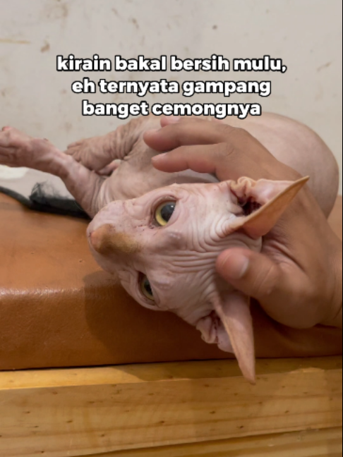 @Faunafella Care