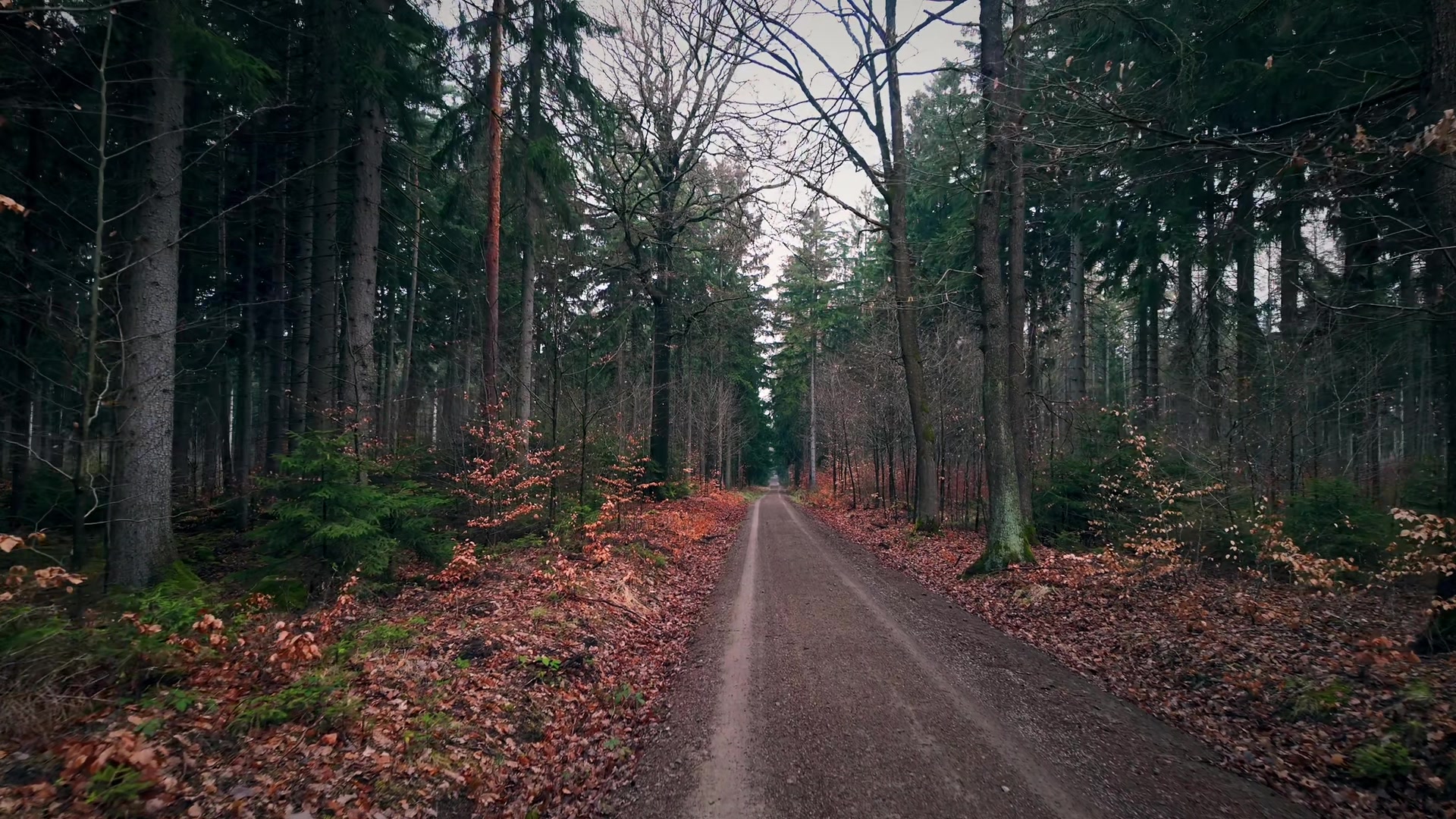 @forest_caro