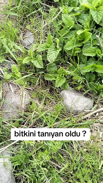 @Yegane.Laçınlı