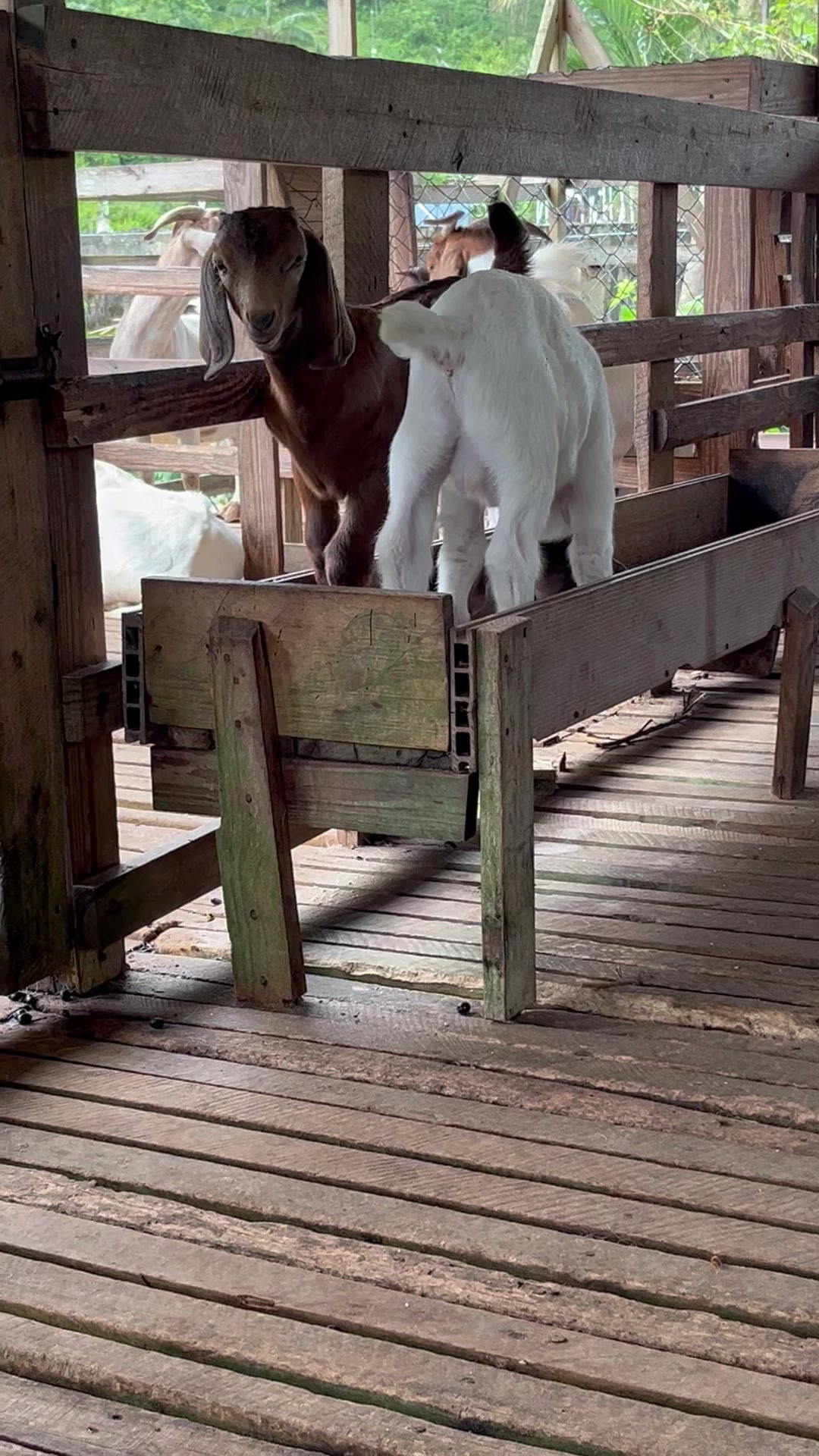 @Velaro Farm
