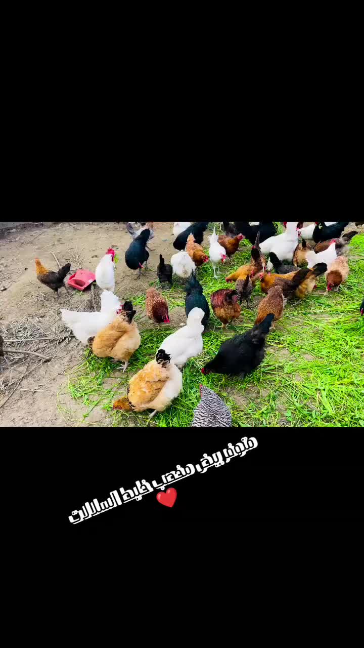 @دواجن الياس🐔🐔🐔