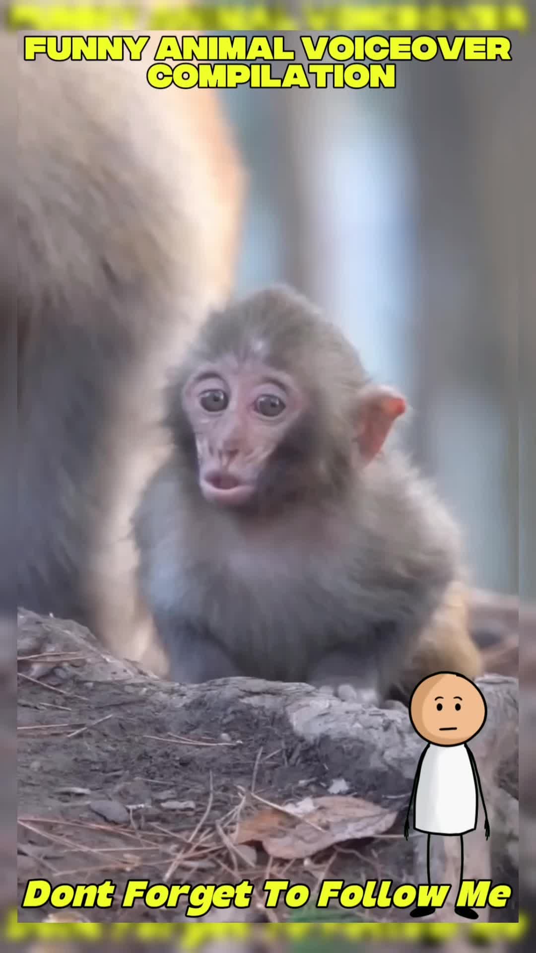 @Funny Animal Voiceover