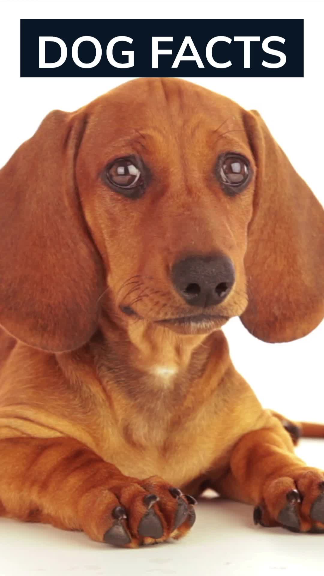 @Amusing Animal Facts