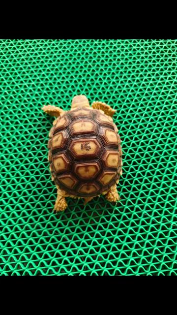 @ReptileTeamSby