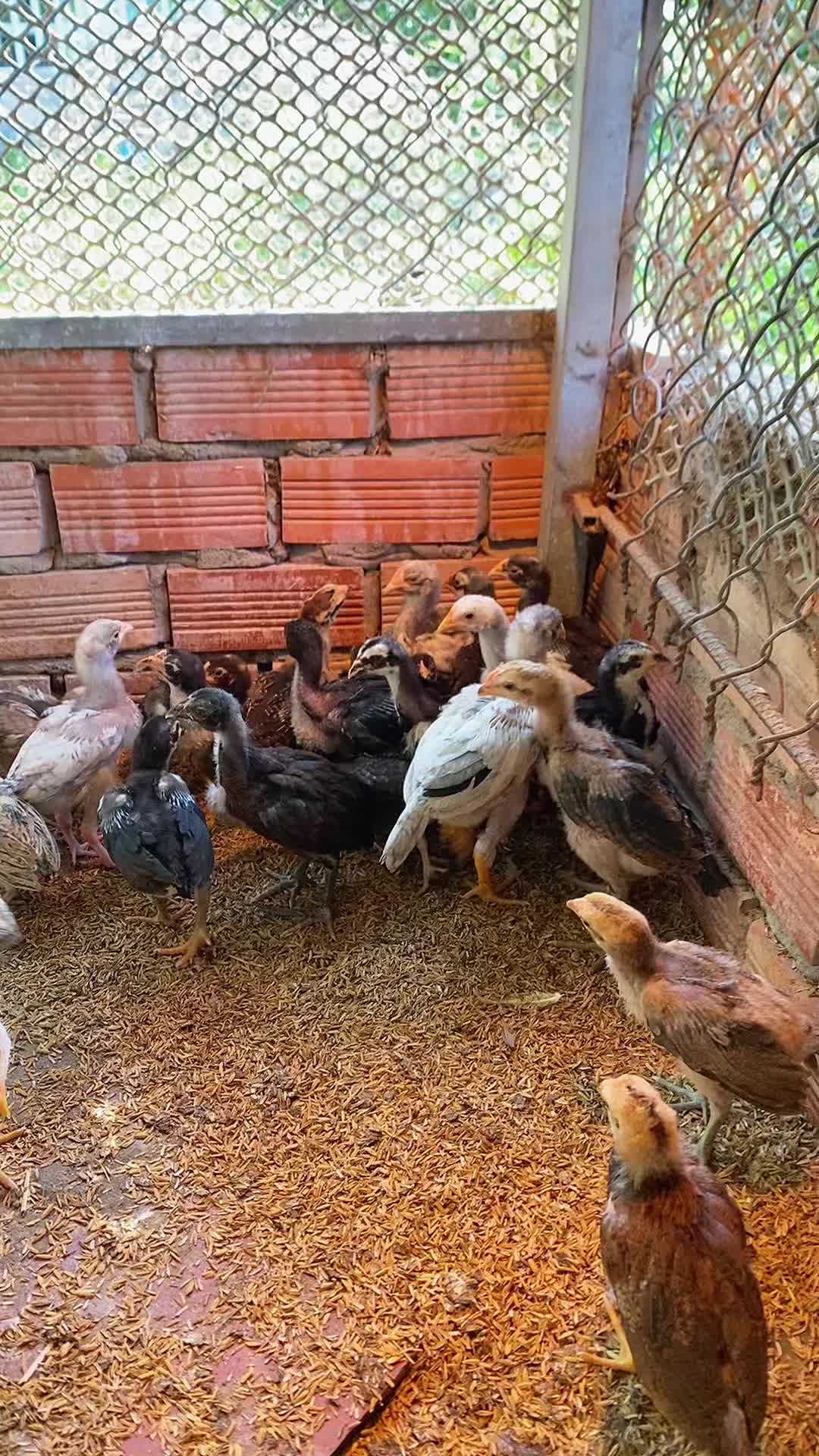 @Thuốc gà Vĩnh Long