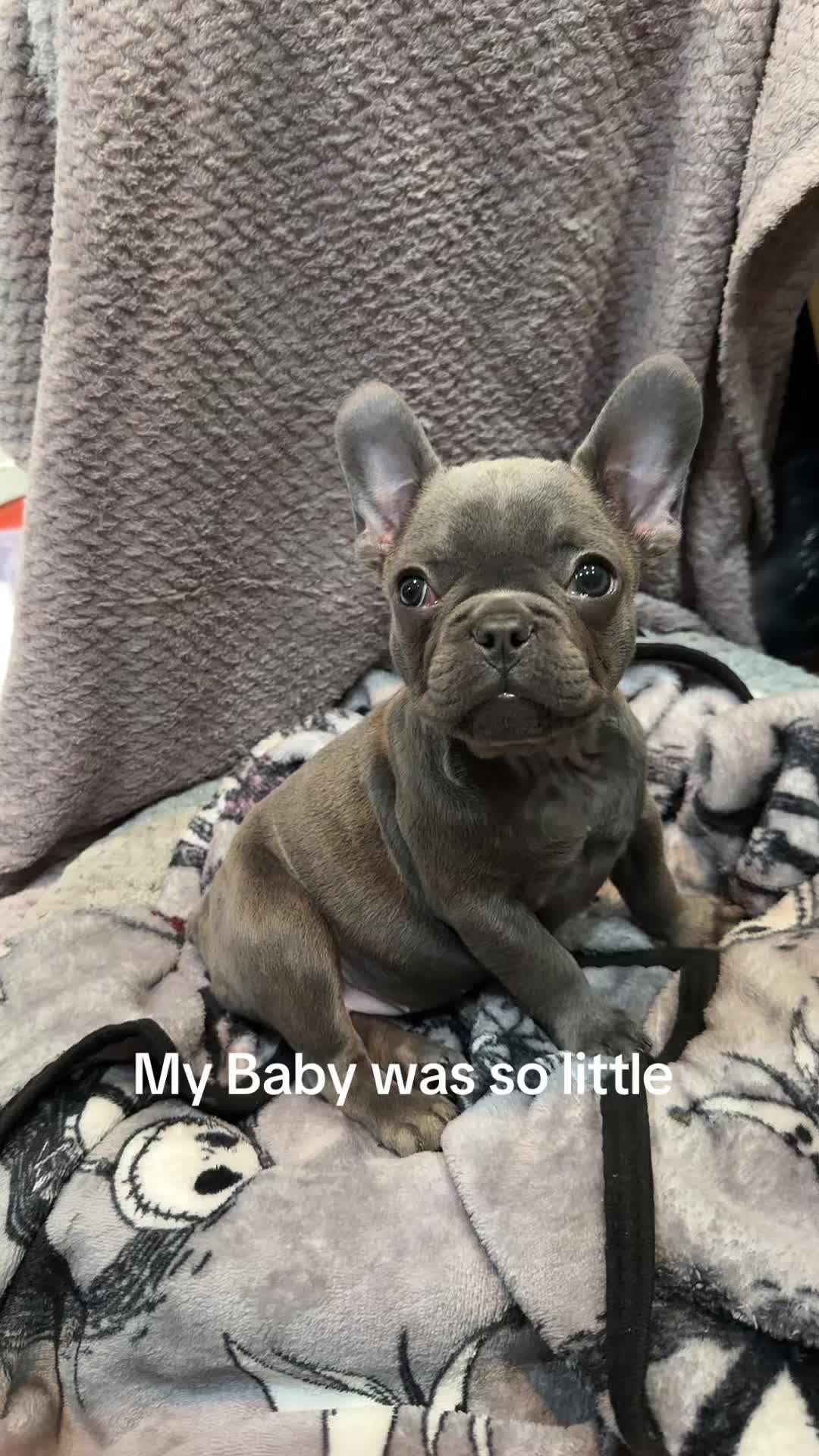 @Zoe Love The Frenchie