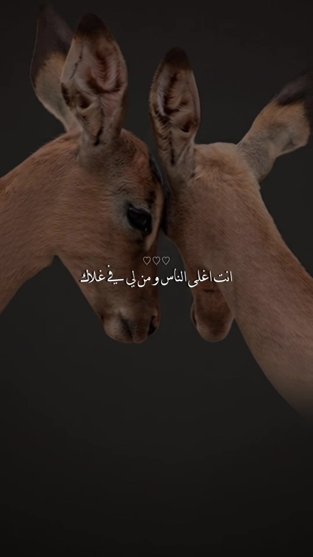 @﮼غزال🦌