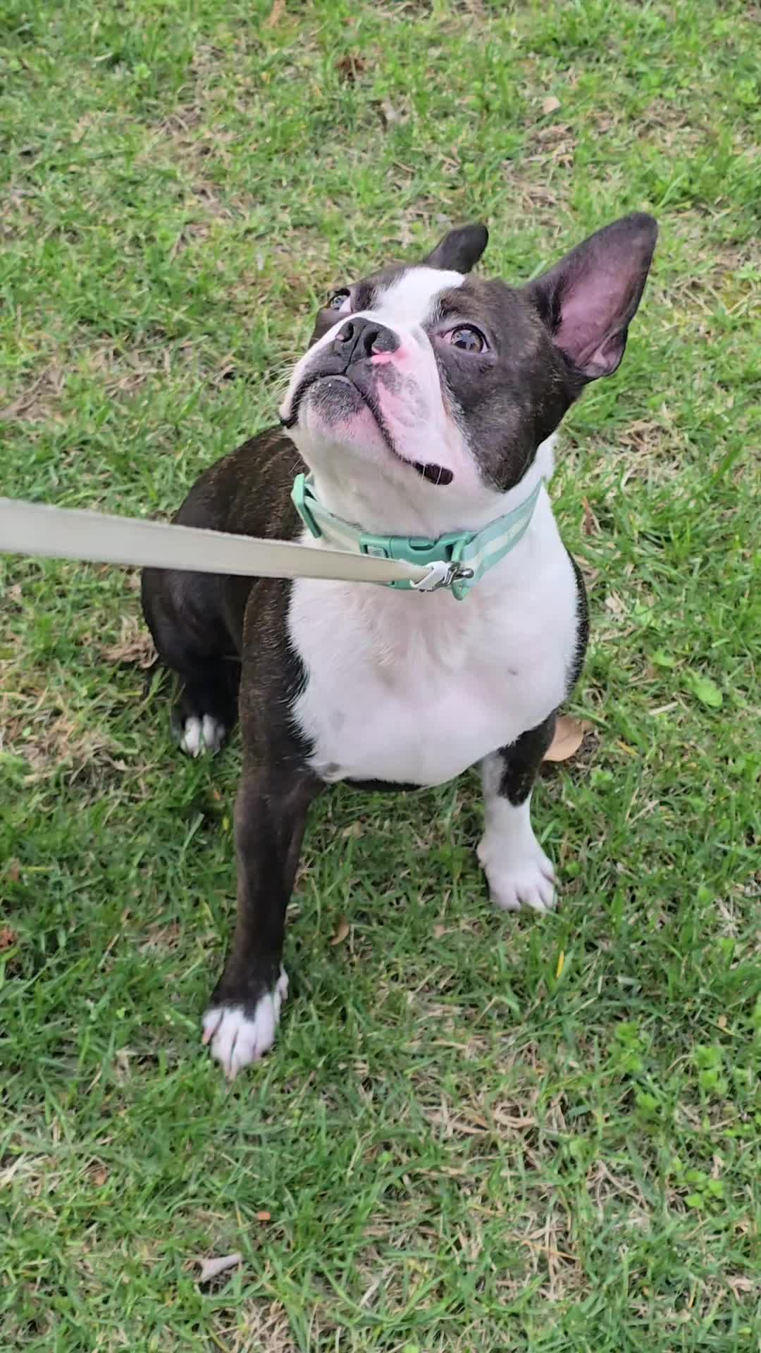 @Sir Leo the Terrier