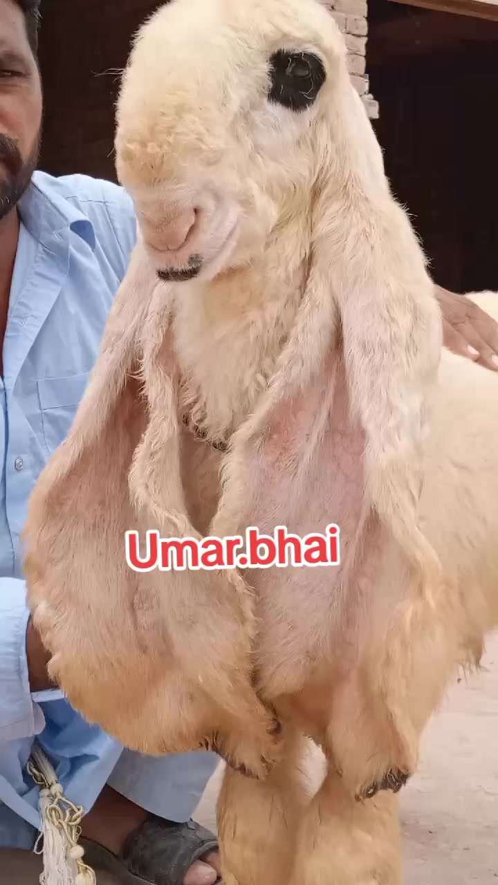 @Umar Farooq