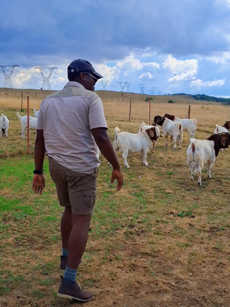 @brothersfarmlivestock