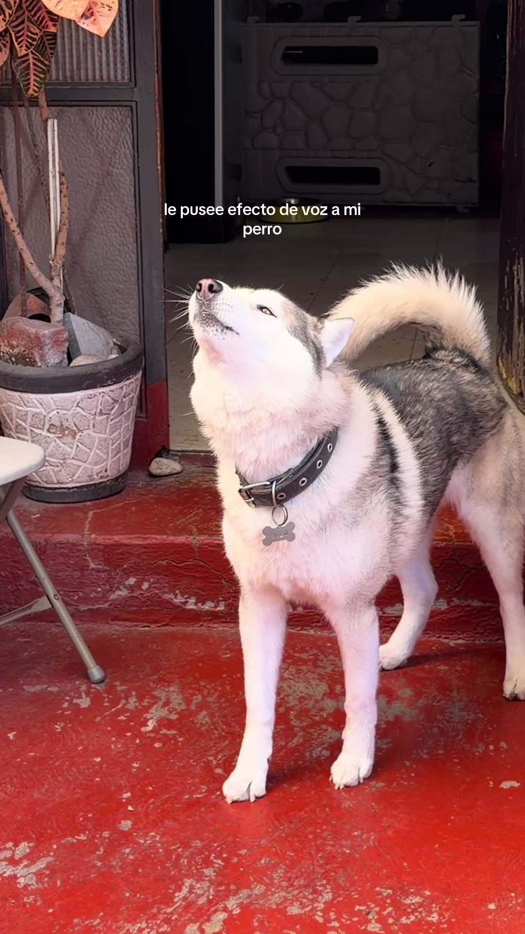 @paorlix
