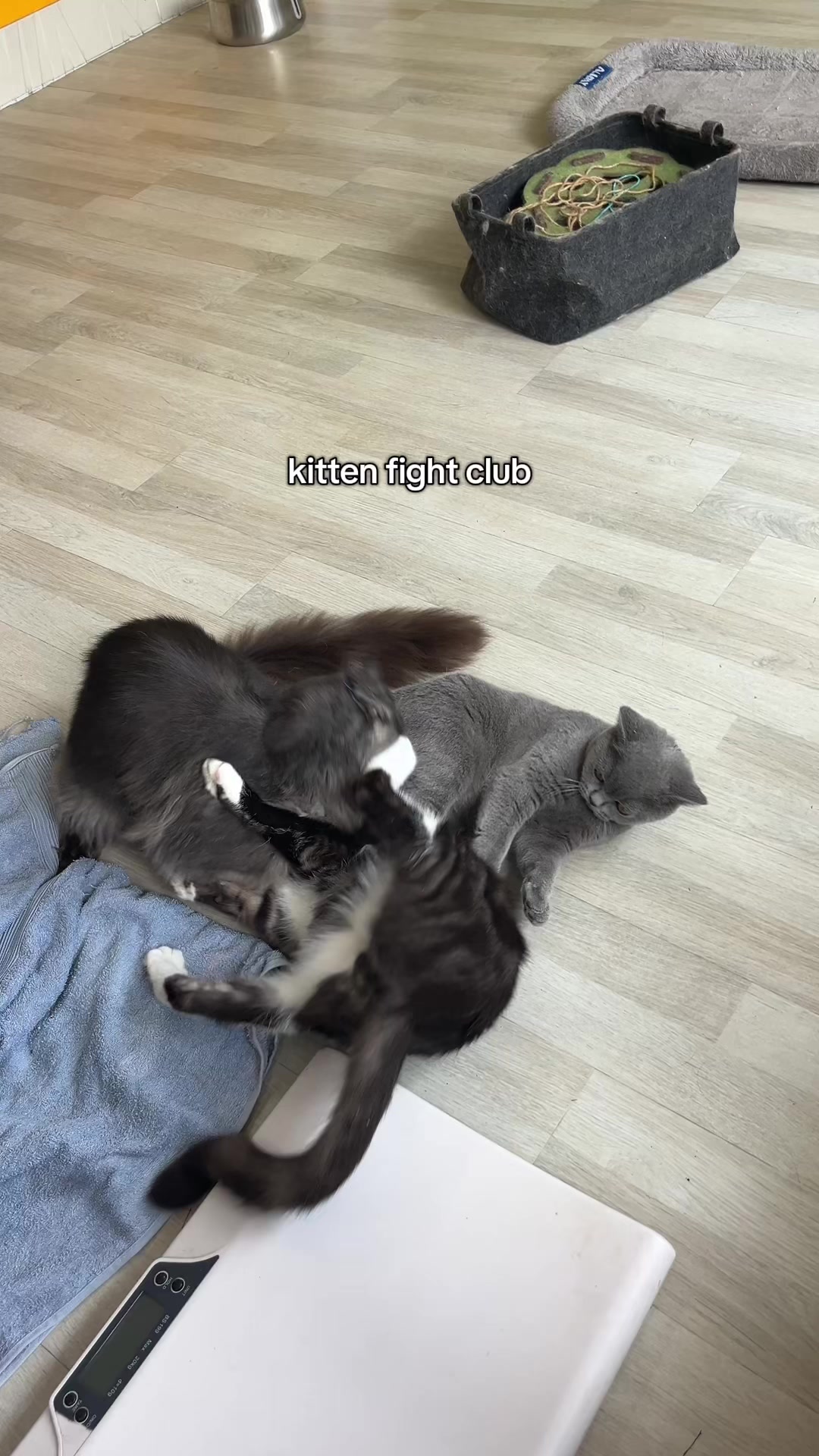 @crazycatcafe