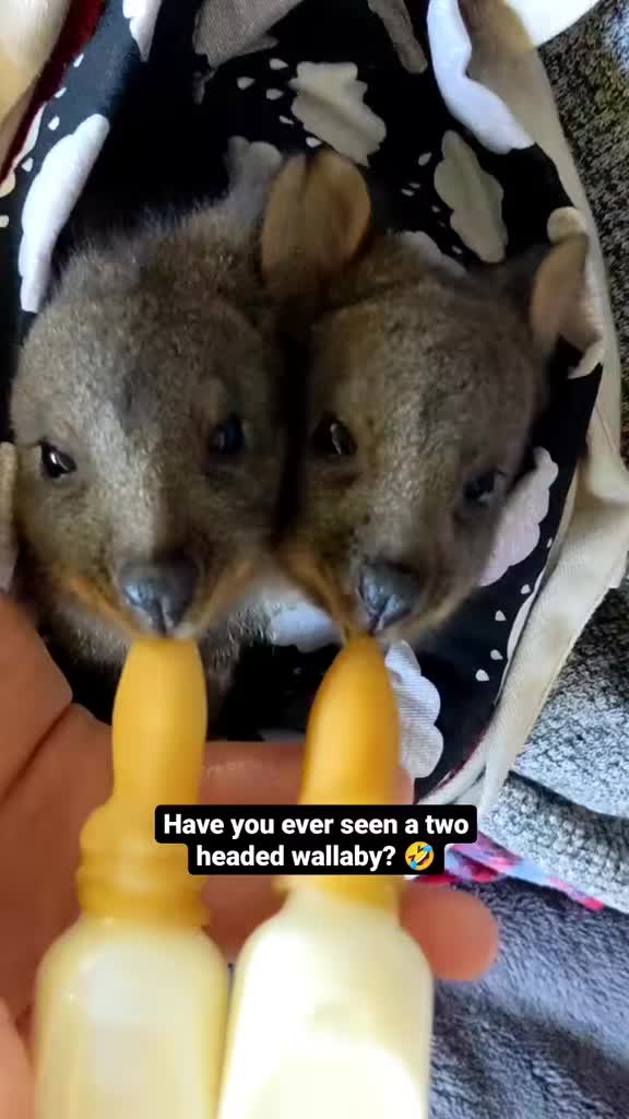 @Janelle Olivia - TasWild