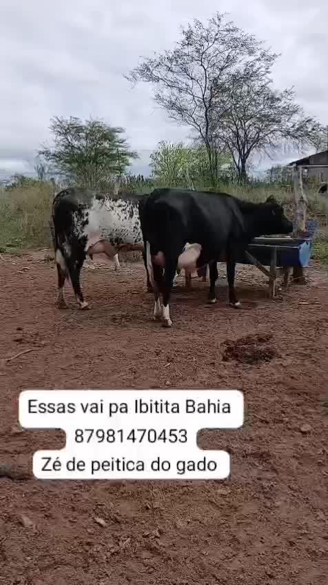 @Zé de peitica do gado