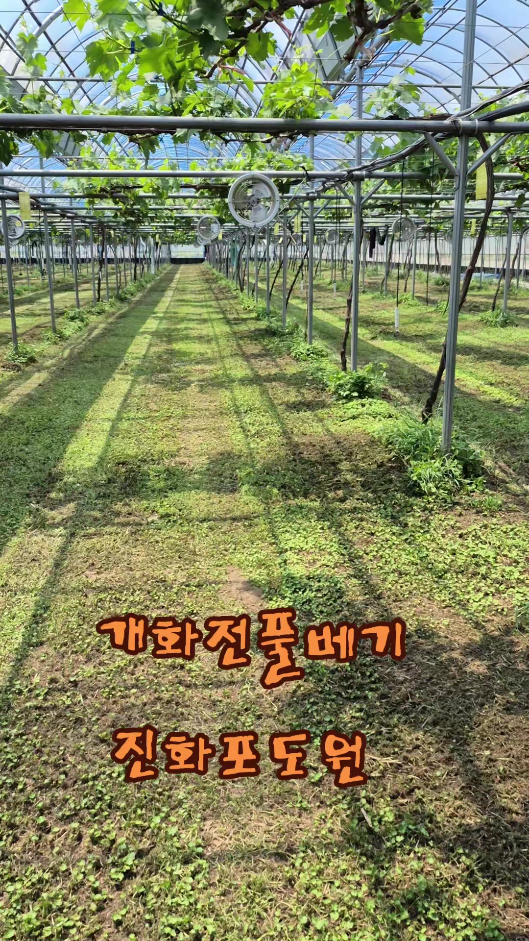 @진화포도원