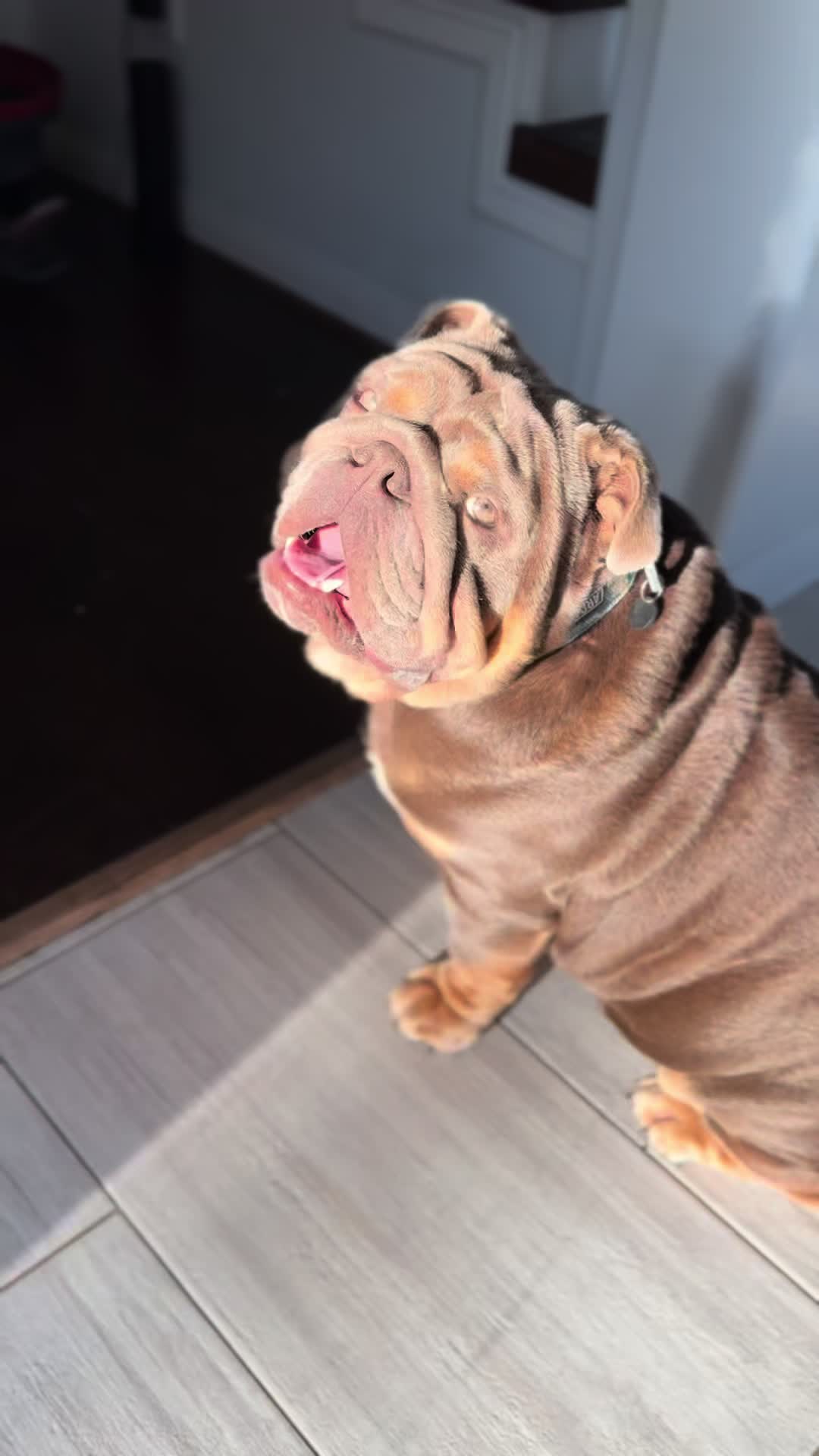 @RawlsTheBulldog