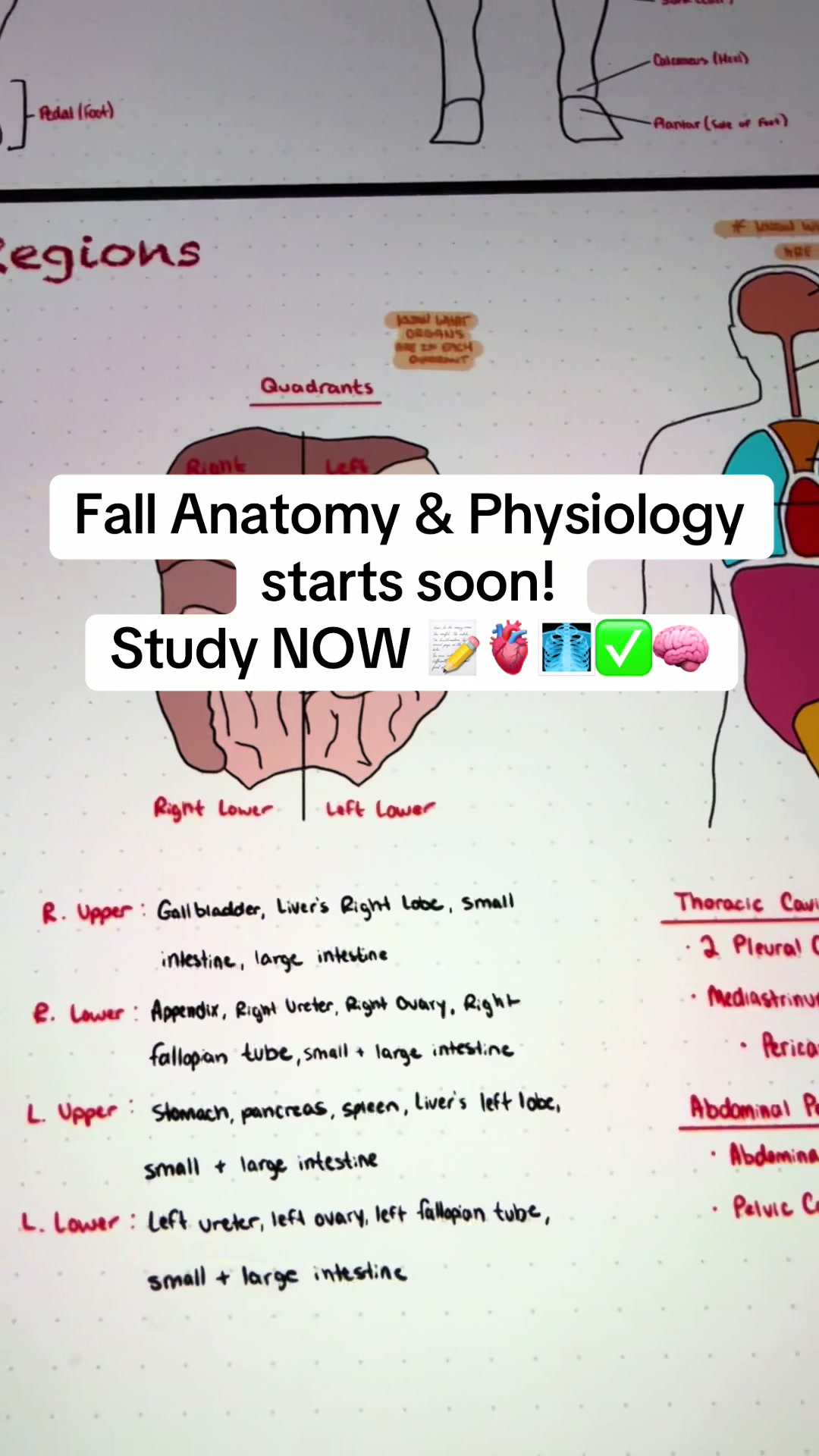 @Ollie | Anatomy & Physiology