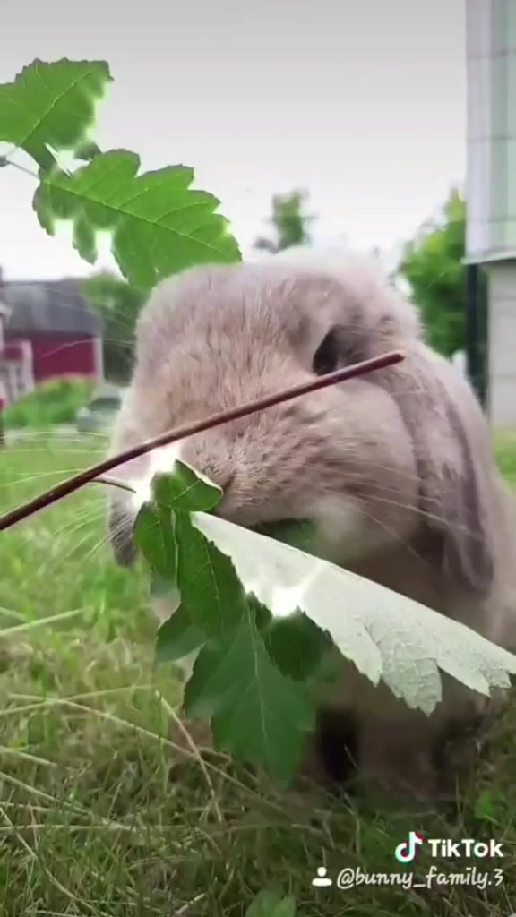 @The_Bunny_Family__