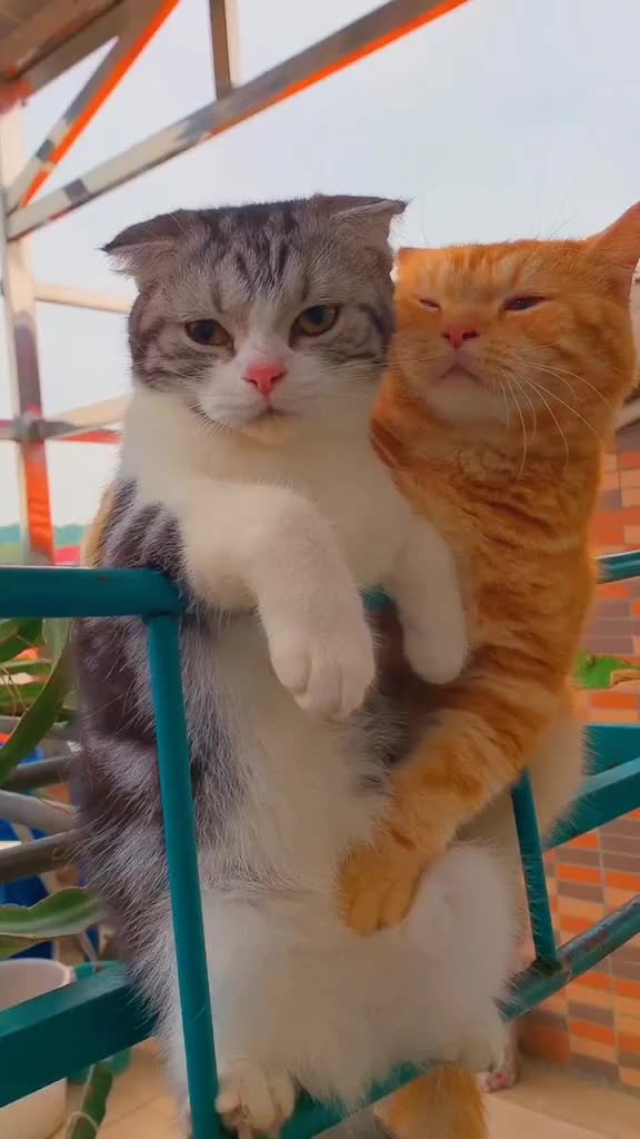@hgz143