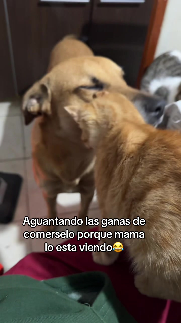 @Yakii