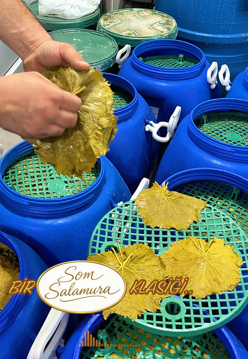 @🍁SOM SALAMURA YAPRAK🍁