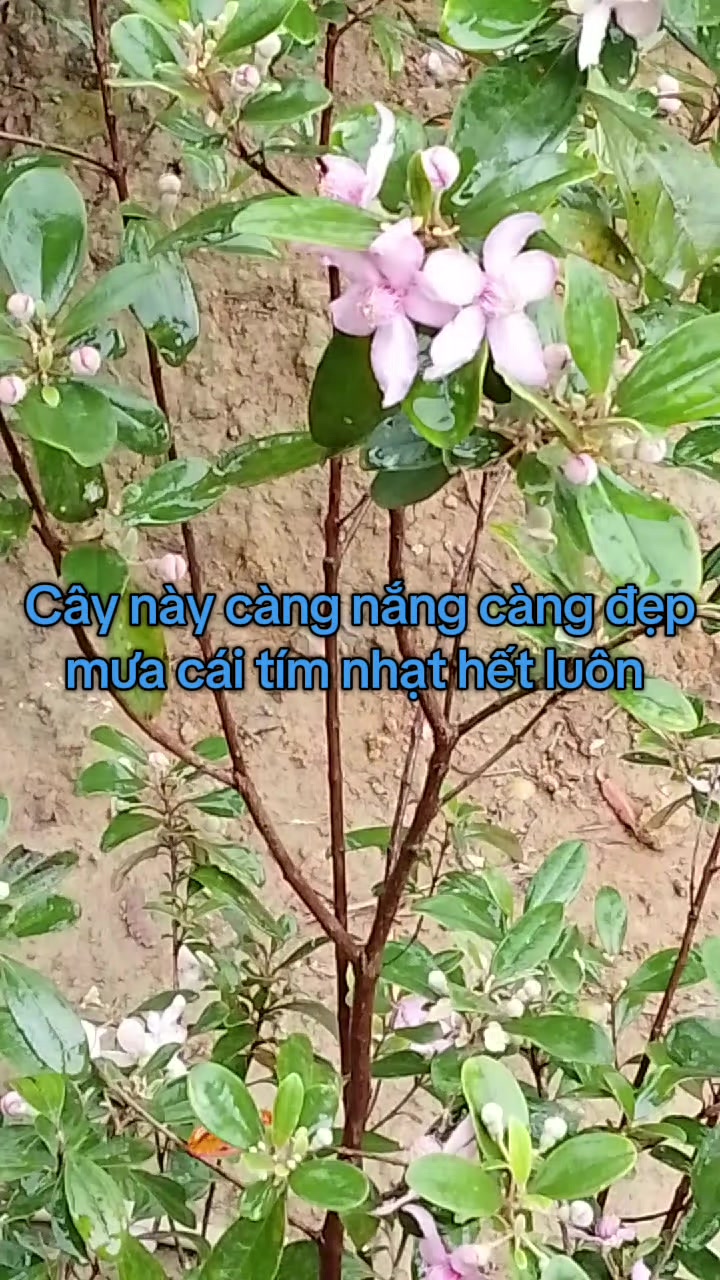 @Lúa Mì
