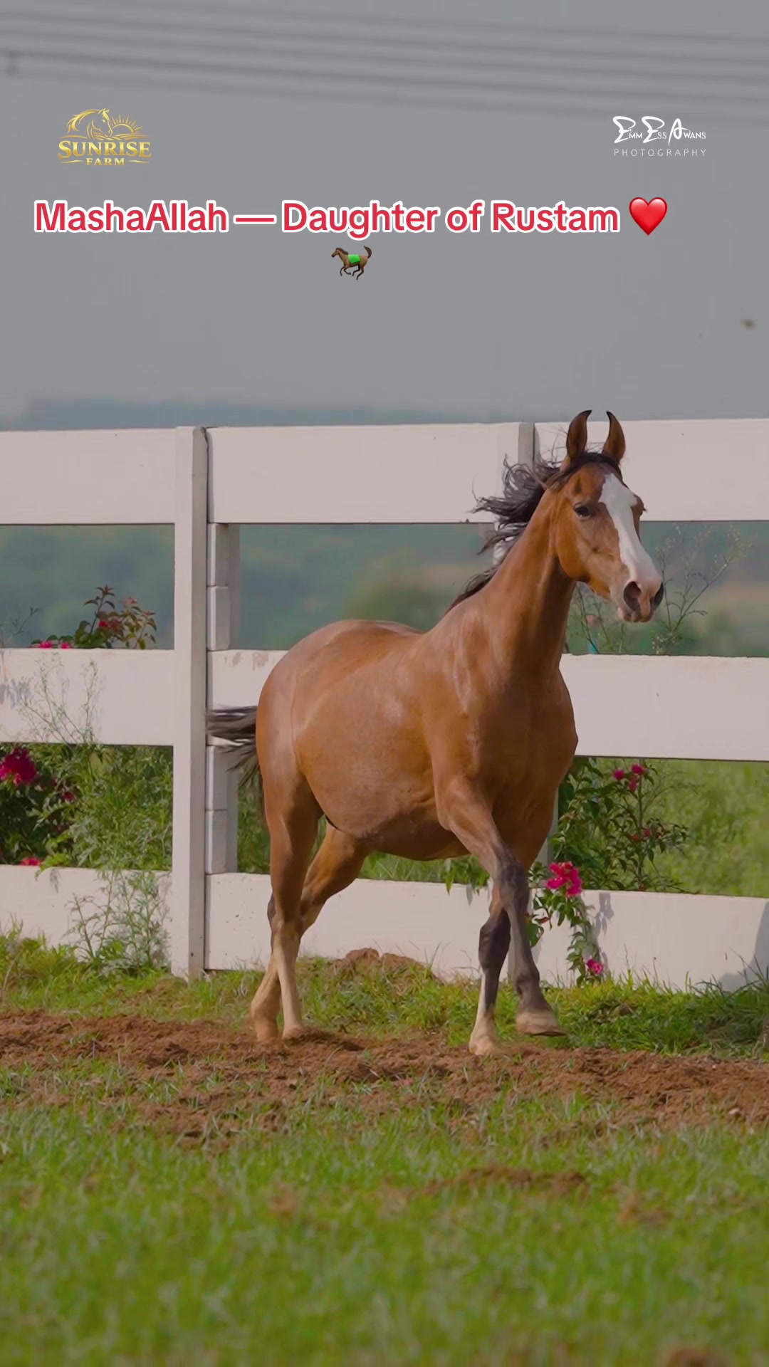 @SUNRISE STUD FARMS RAWALPINDI