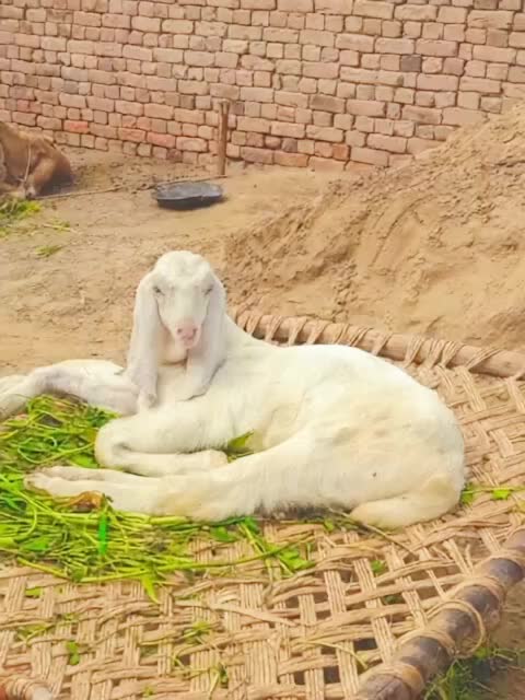 @Rashid Ali