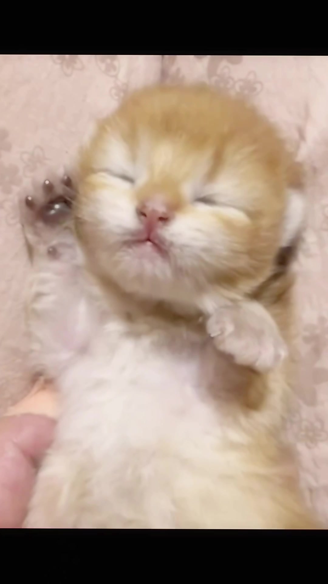 @catbosssss