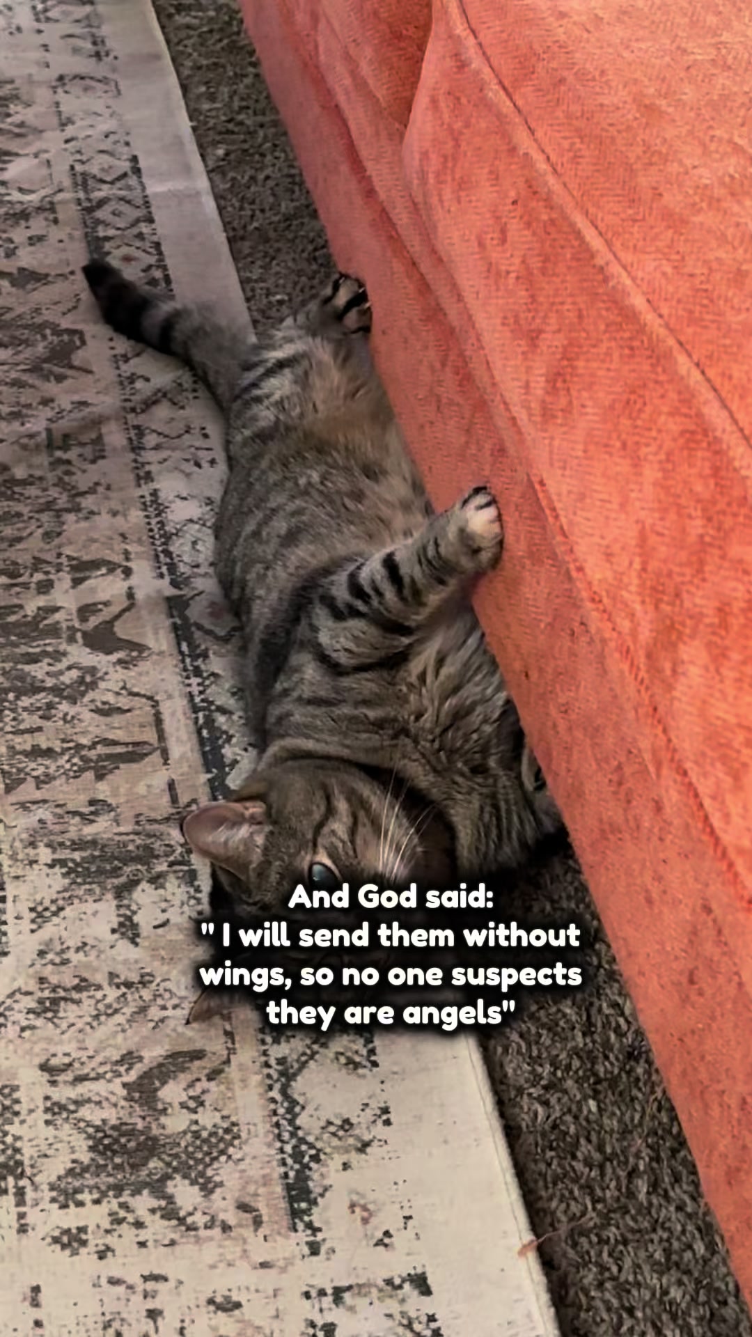 @Erin ❌G7 🐈&zwj;⬛