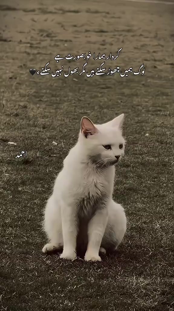 @Mehar Ahmad👑