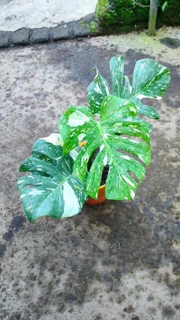 @ace ilham florist
