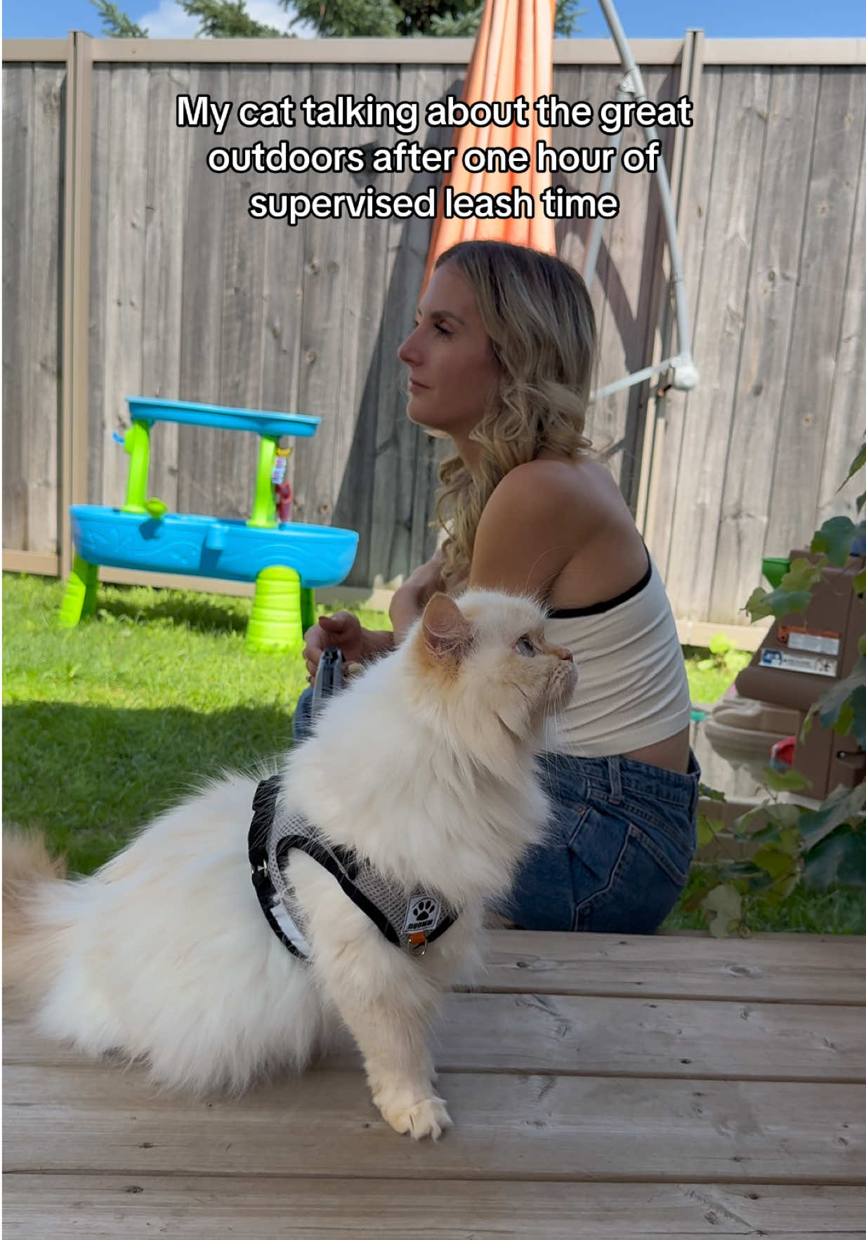 @Krista & Cats: BamBam & Bonnie