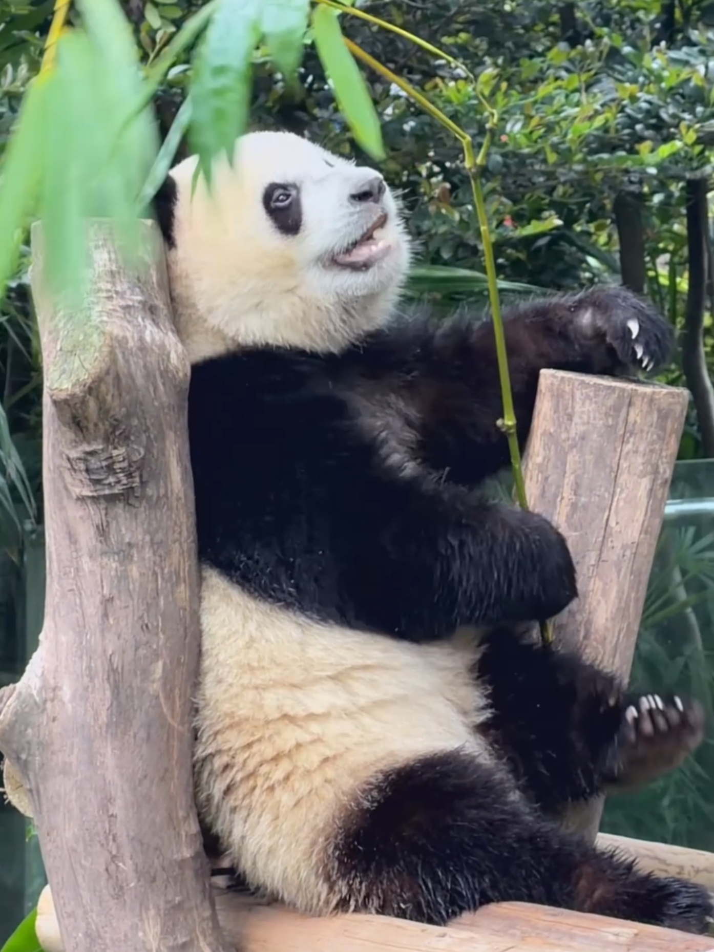 @PandaHut