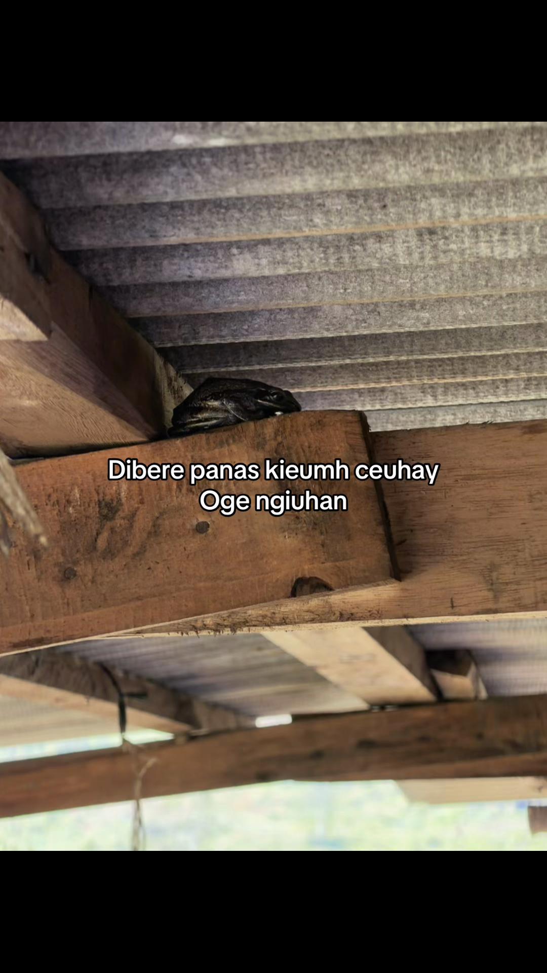 @Unay garut 