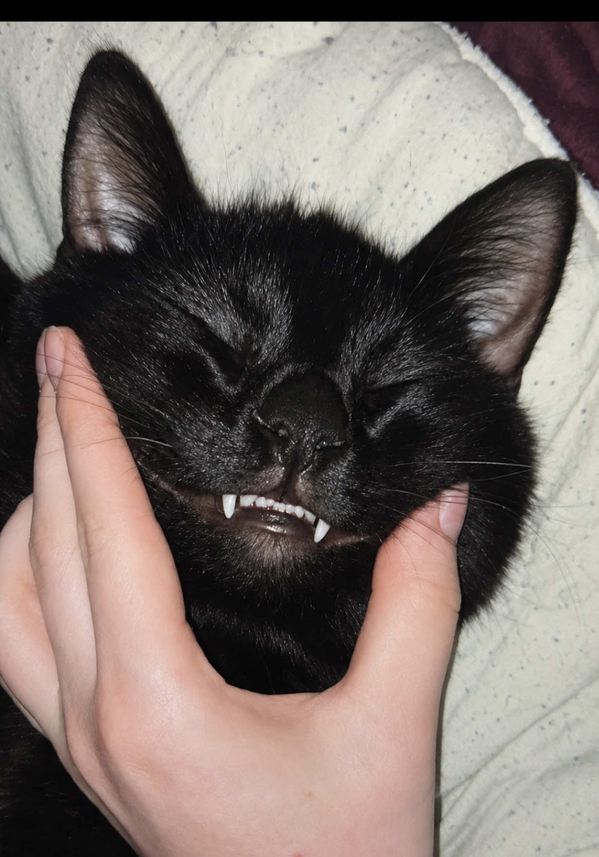 @Teefie_tribe 🐈⬛🐈⬛🐈🦷🦷