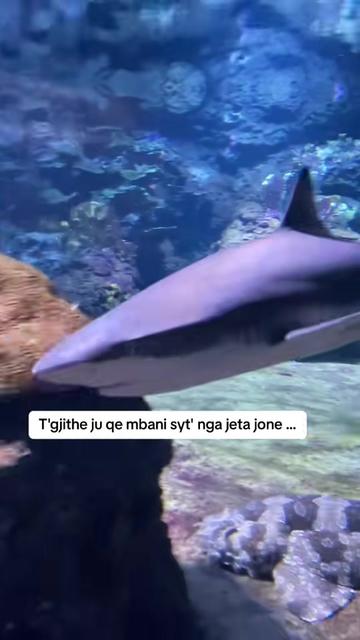 @Lona