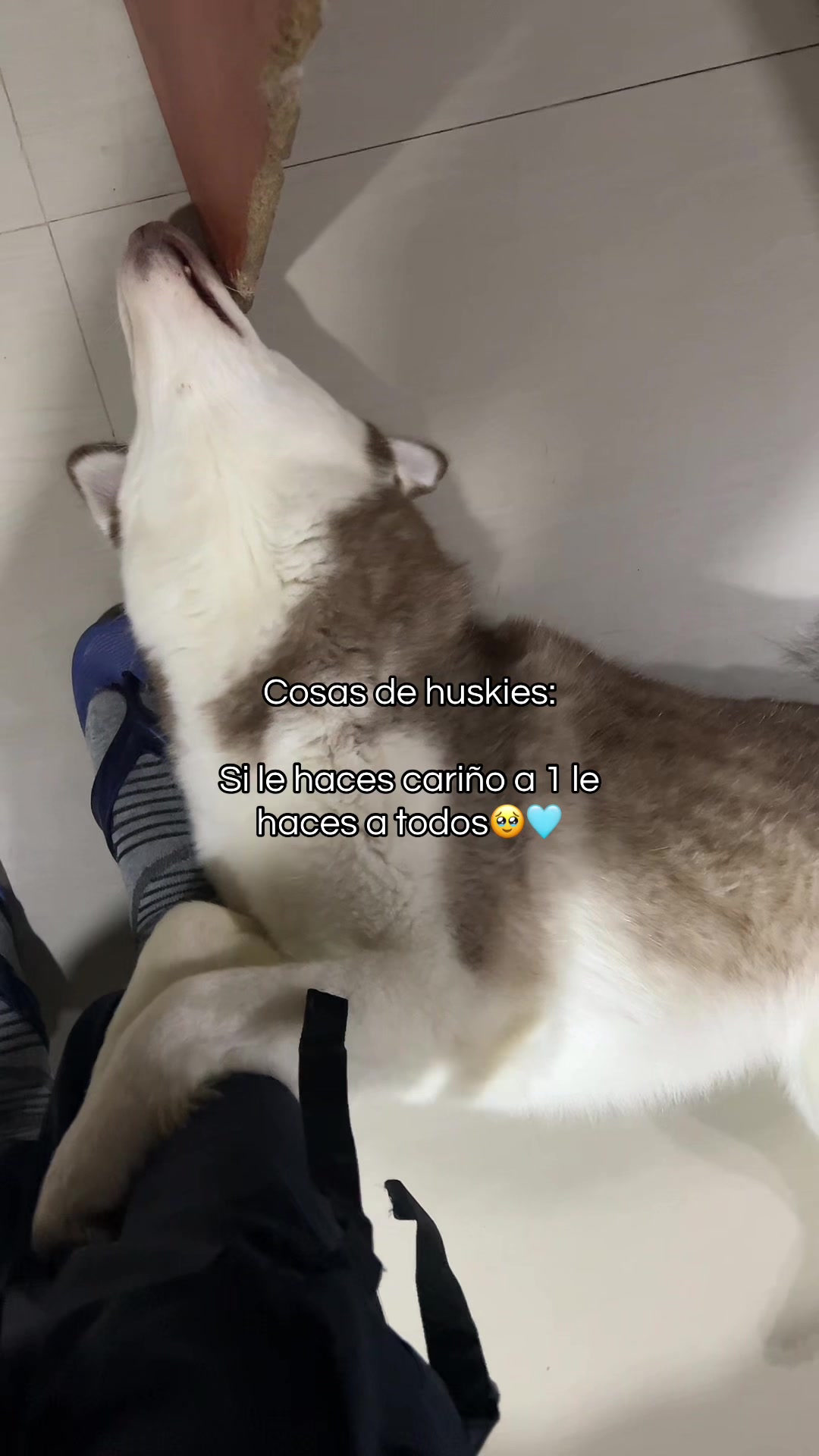 @🐺MiFamiliadehuskies🐾