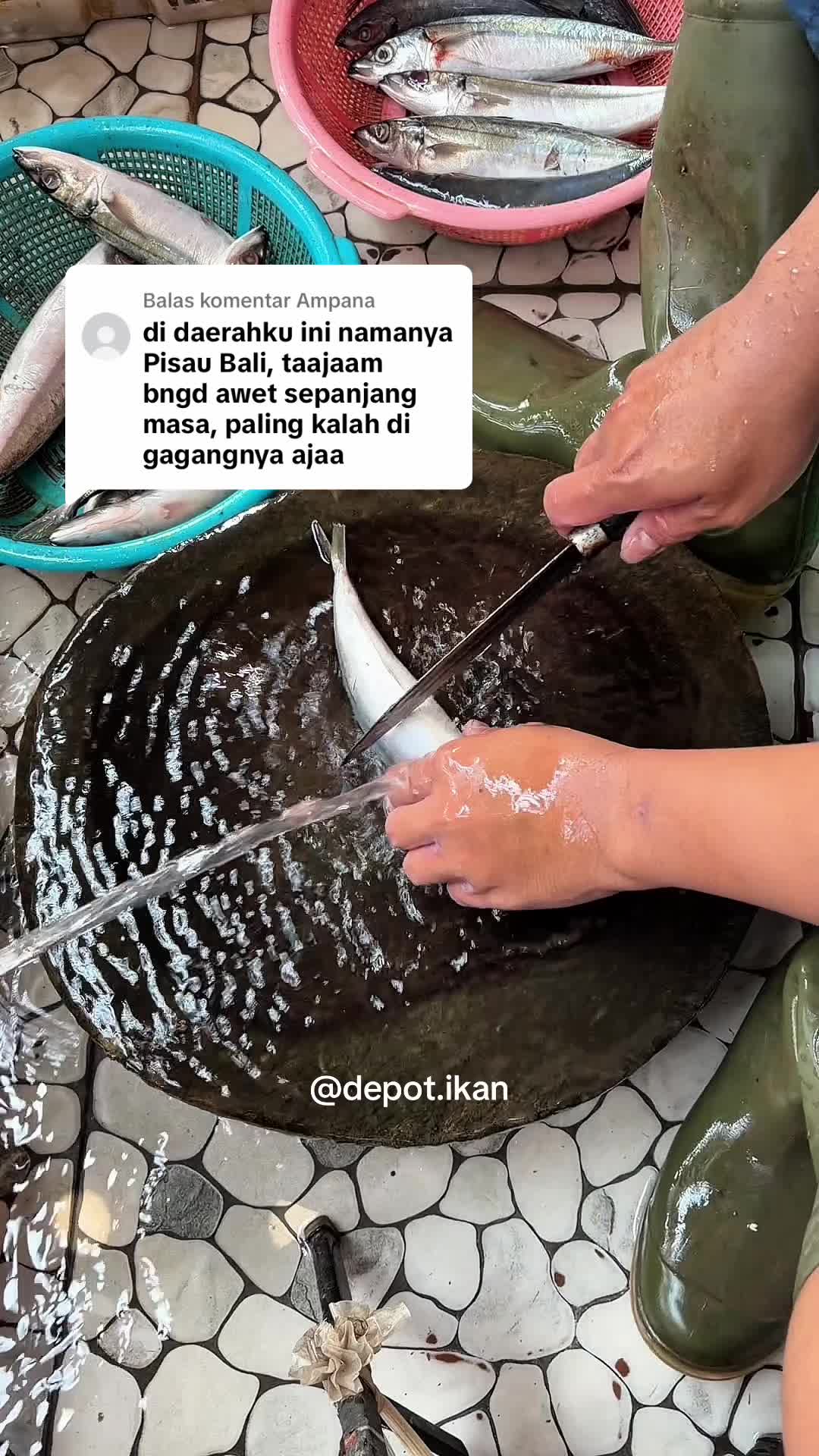 @Depot Ikan